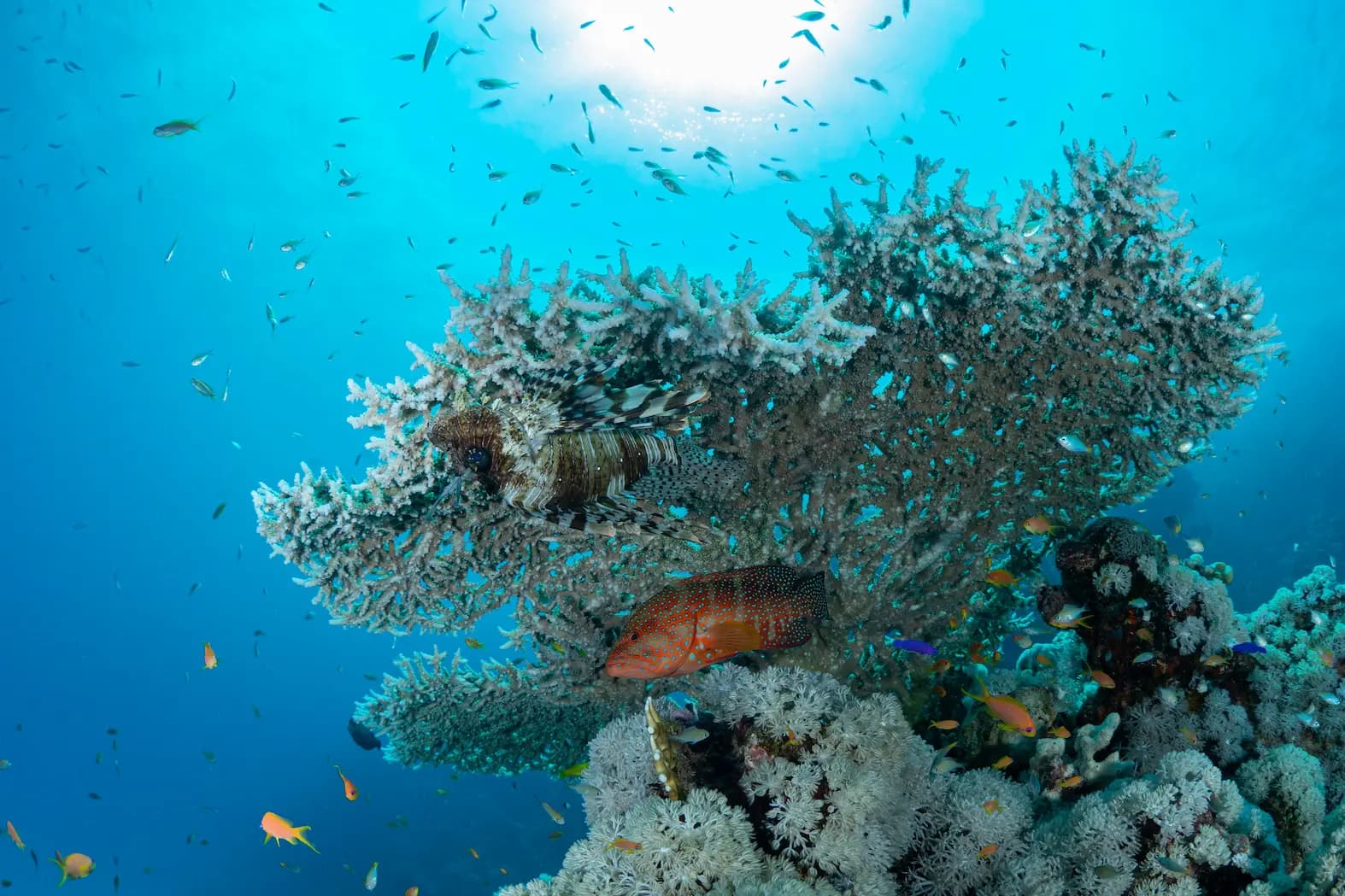 Buceo en el Mar Rojo