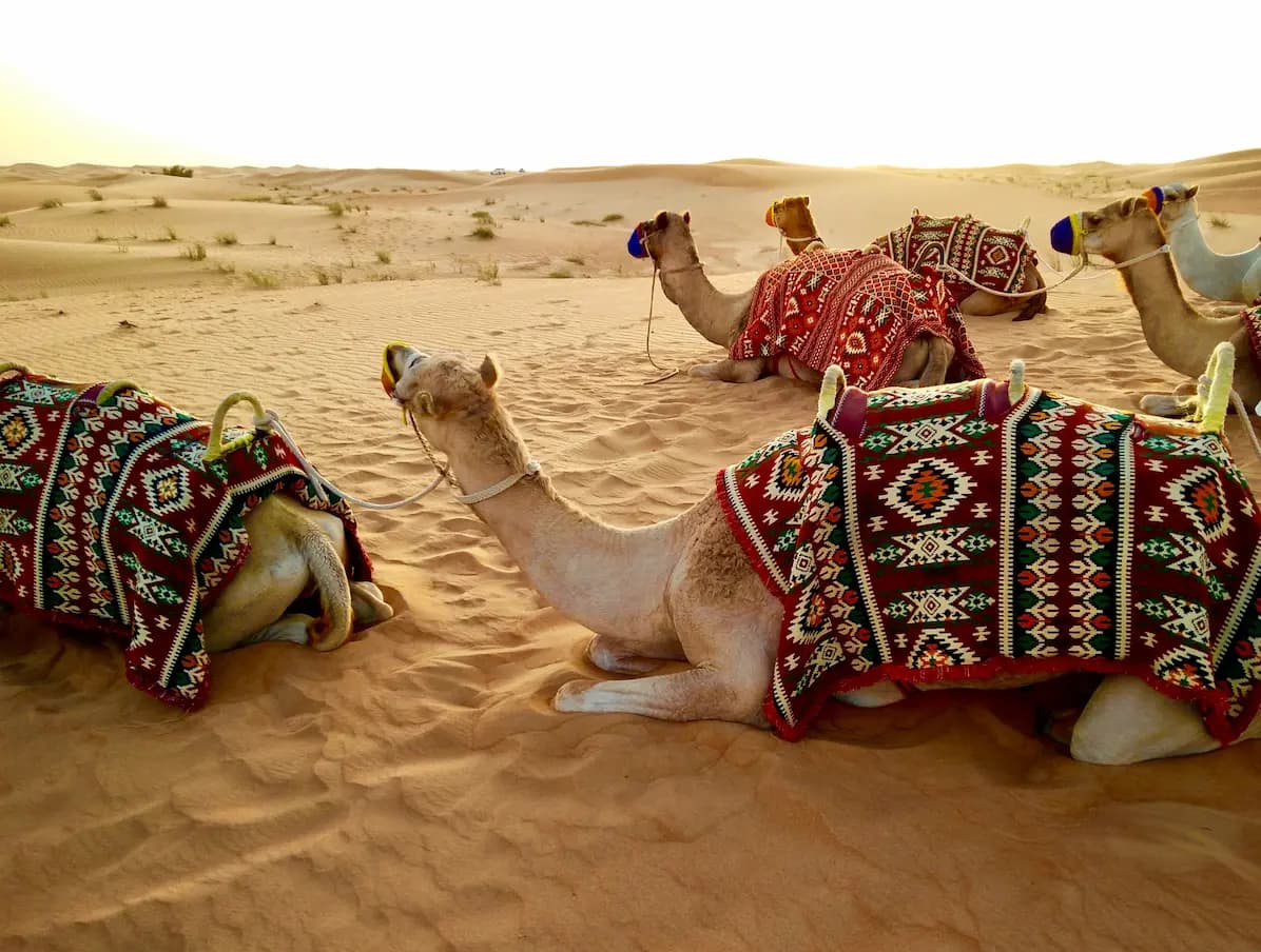Safari en el desierto