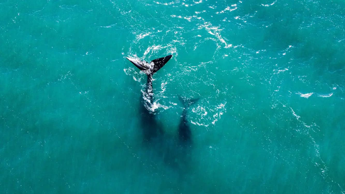 Observación de Ballenas en la Península Valdés