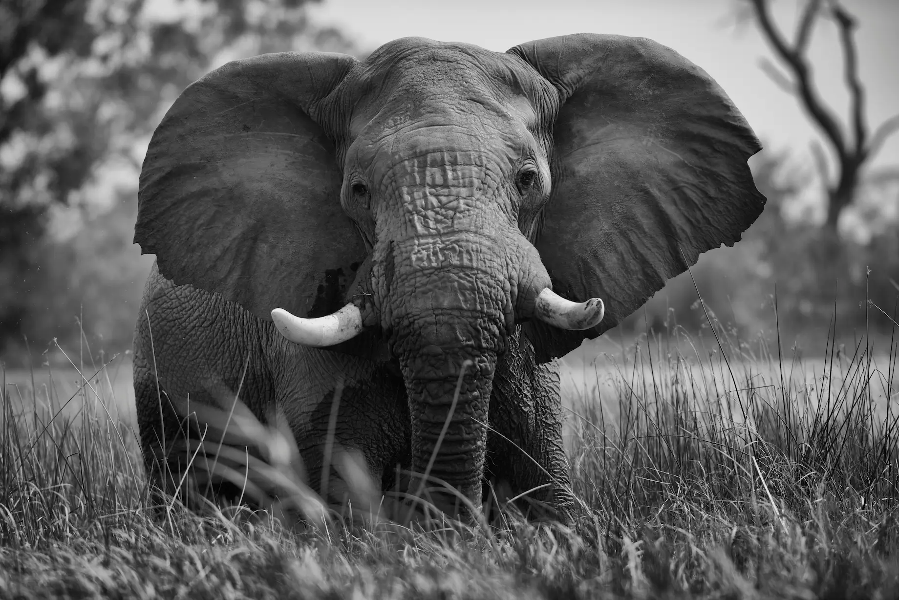 Avistamiento de Elefantes en Chobe