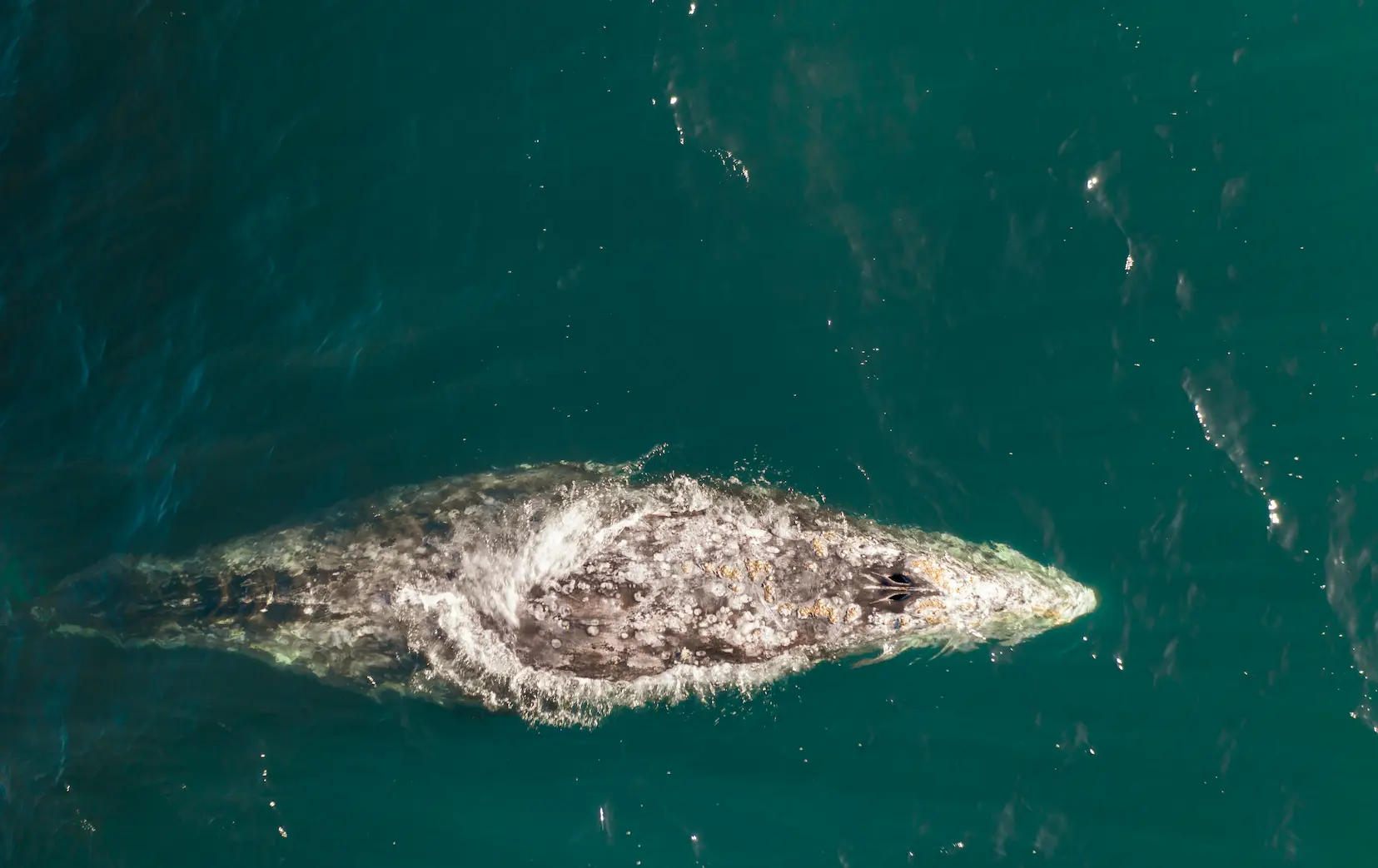 Avistamiento de Ballenas en el Pacífico