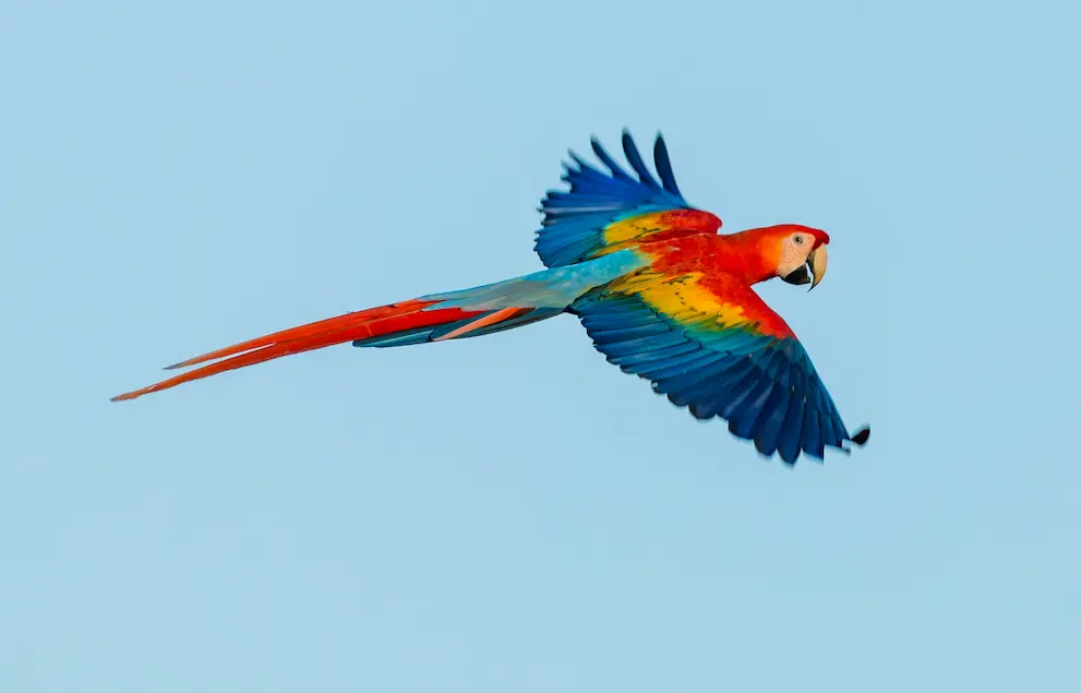 Avistamiento de Aves