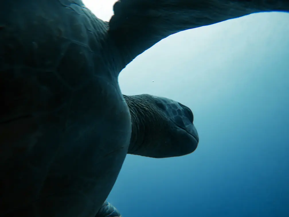 Crucero en las Islas Galápagos