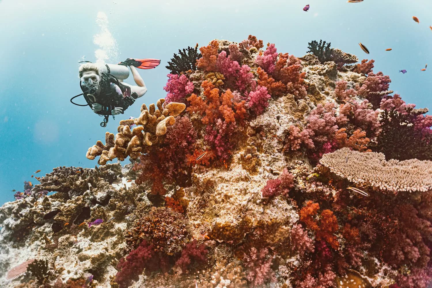 Buceo en arrecifes