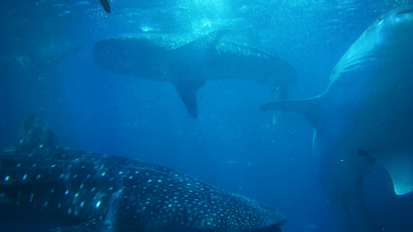 Observación de tiburones ballena en Donsol