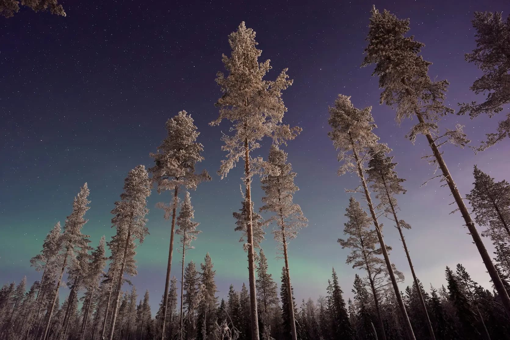 Ver las auroras boreales