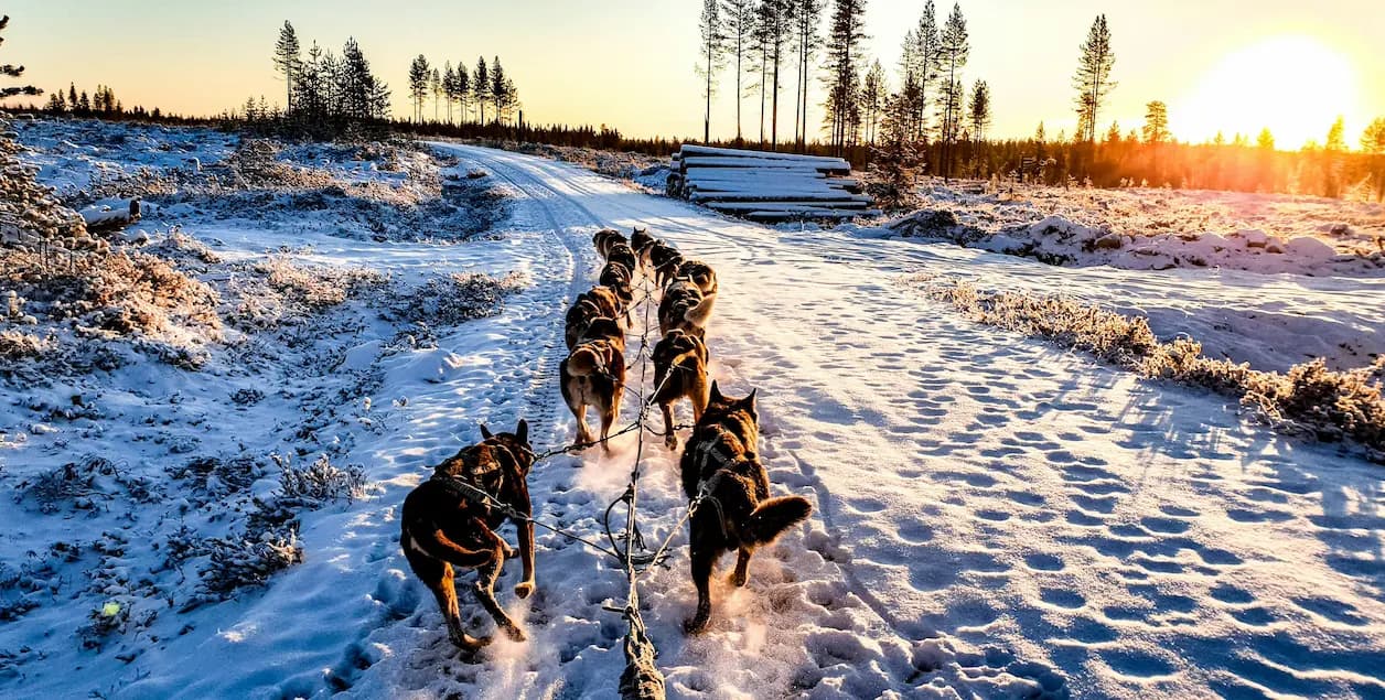 Paseos en trineo con huskies