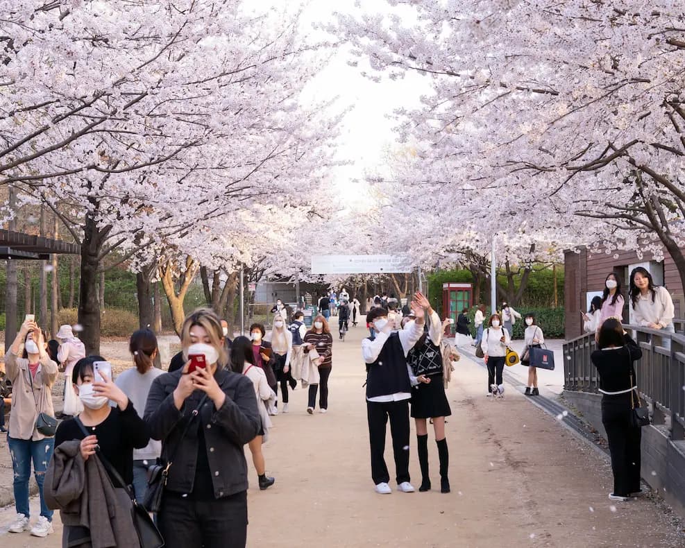 Hanami: Contemplación de los cerezos en flor