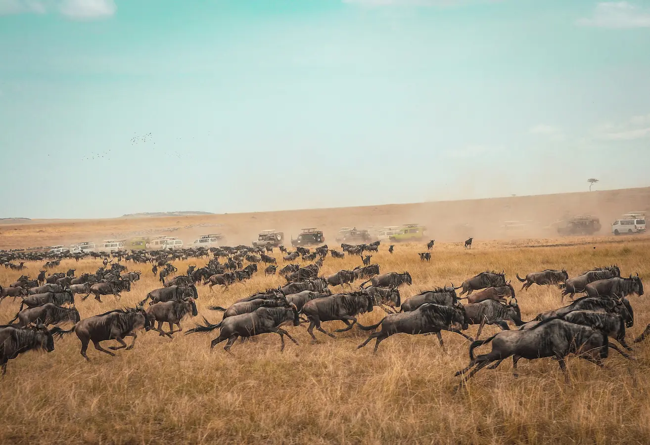 Safari en Masái Mara