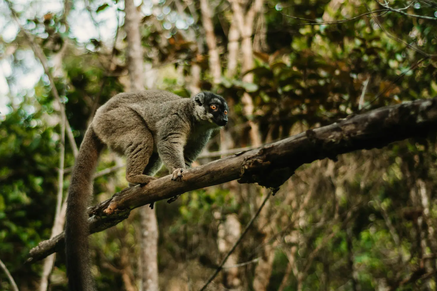 Safari en Andasibe
