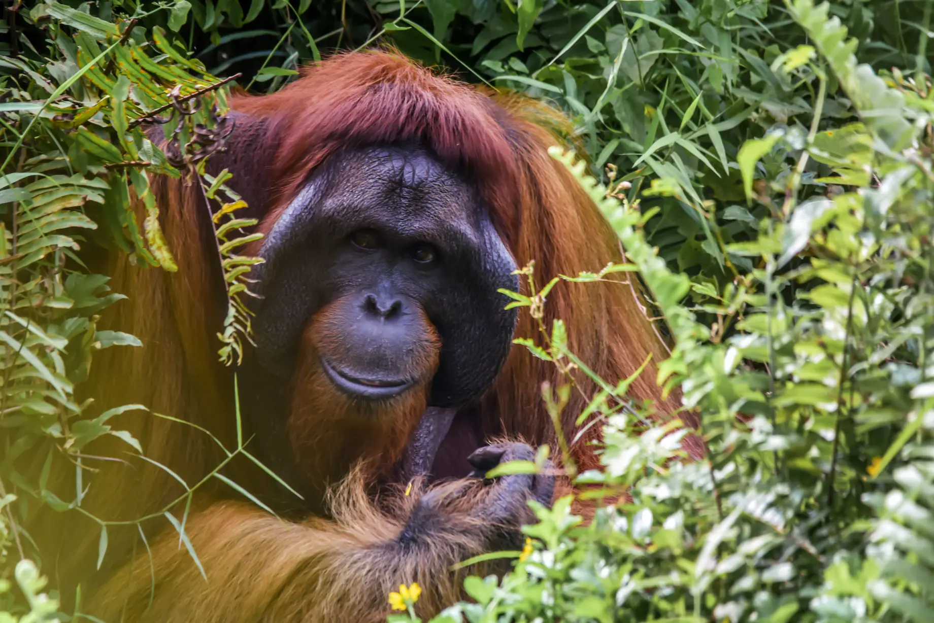 Safari en Borneo