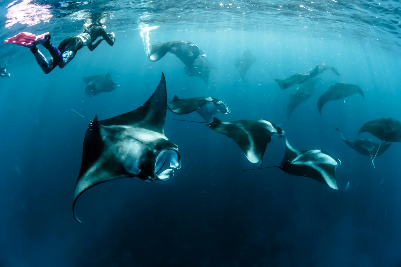 Buceo con tiburones ballena