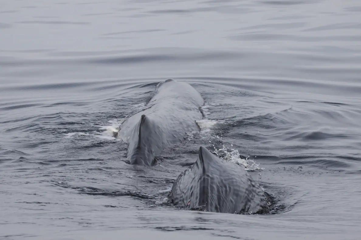 Avistamiento de ballenas