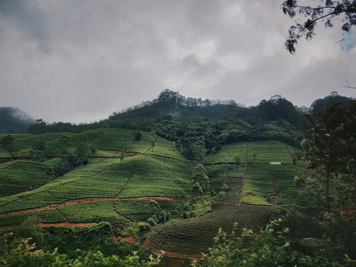 Tour por plantaciones de té