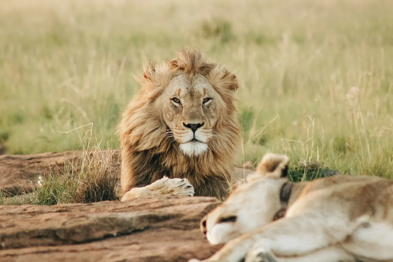 Safari en el Parque Nacional Yala