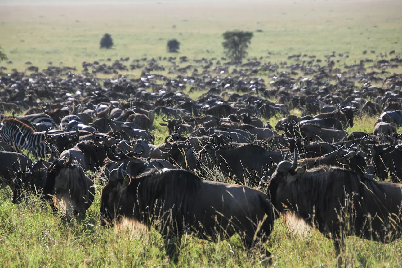 Safari en el Serengeti