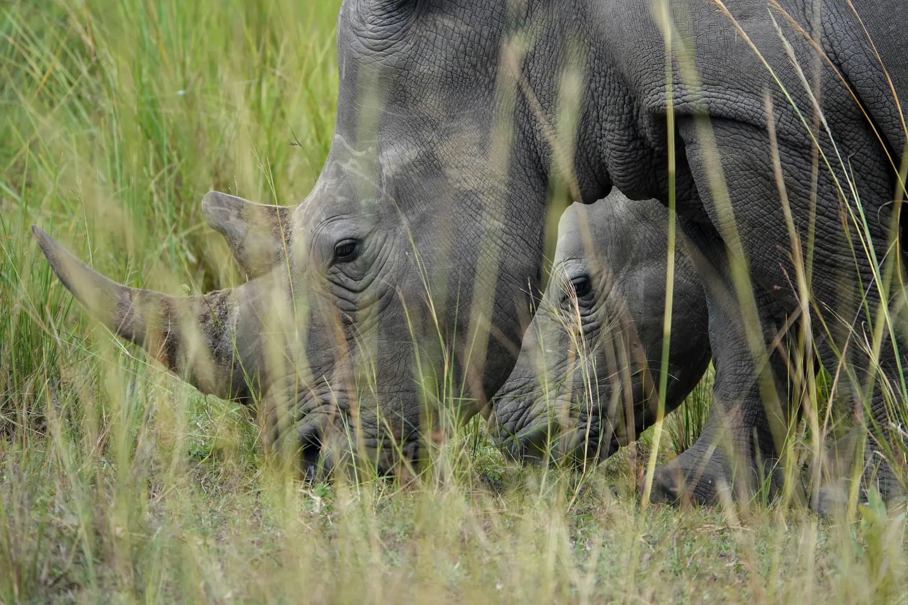 Uganda