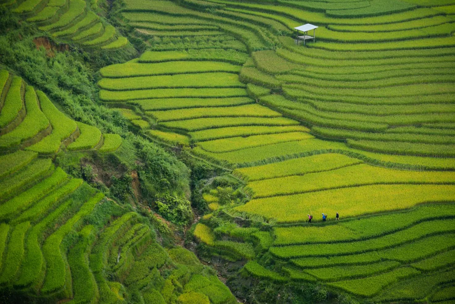 Visita a los arrozales