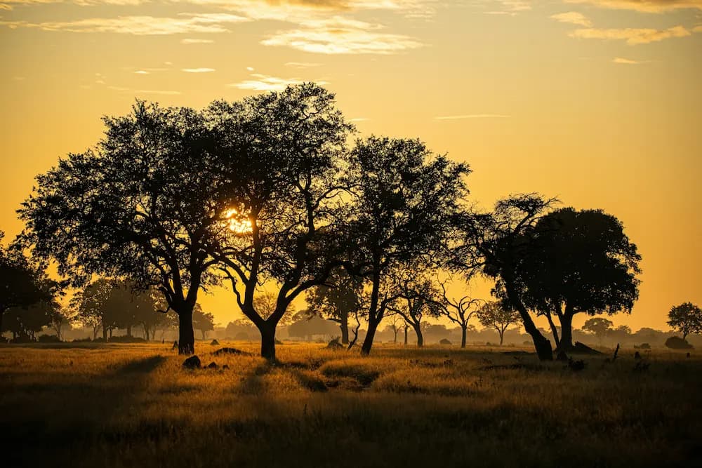 Safari en Hwange