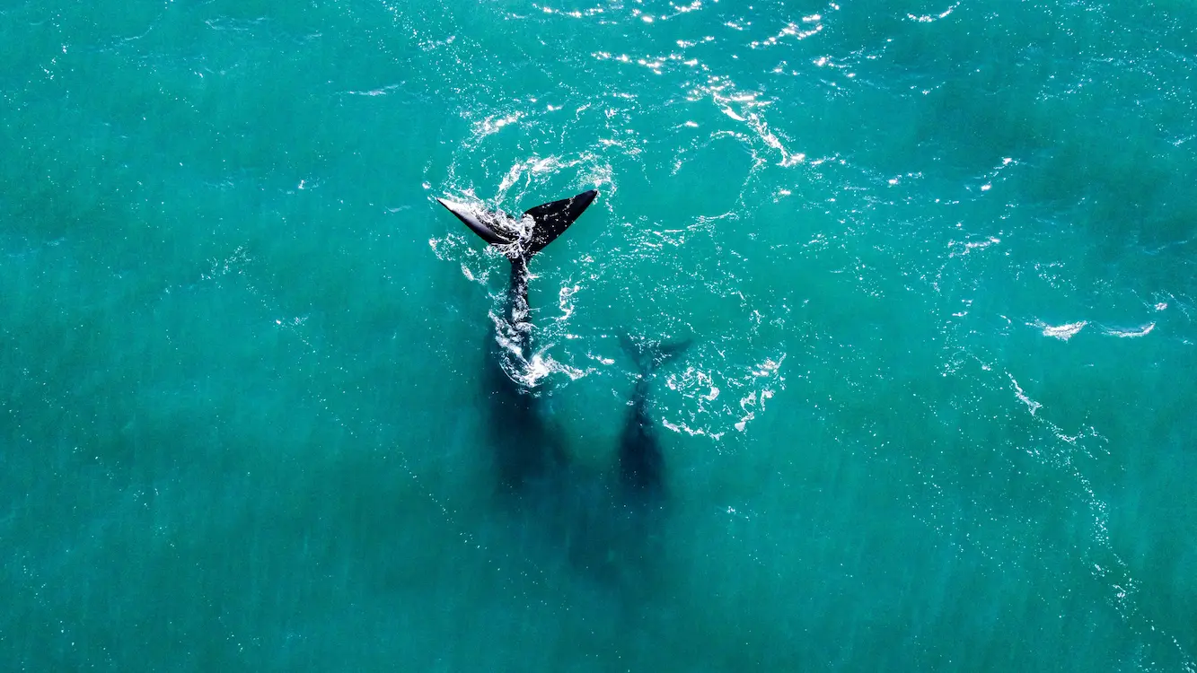 Observación de Ballenas en la Península Valdés