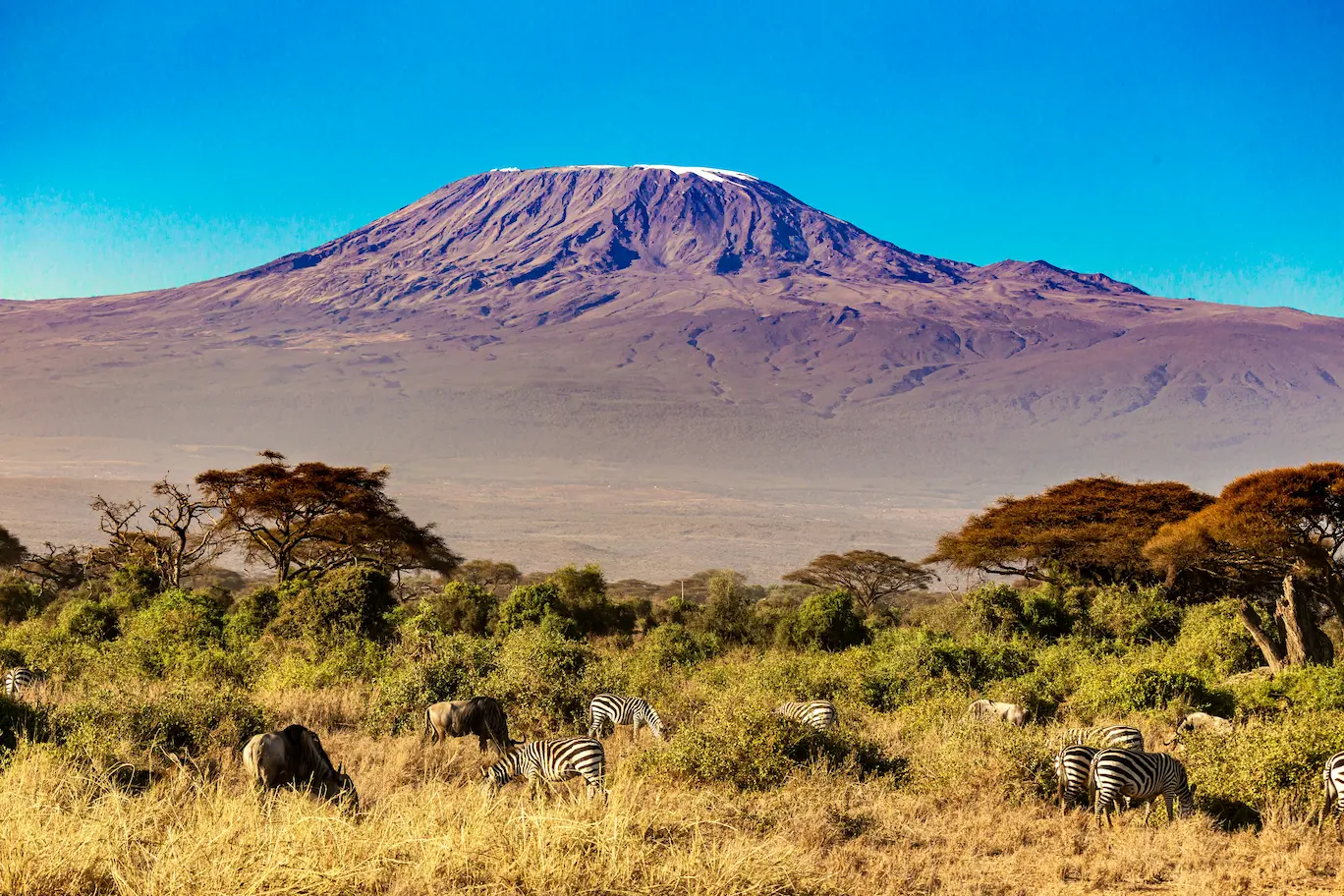 Avistamiento de Fauna en Amboseli