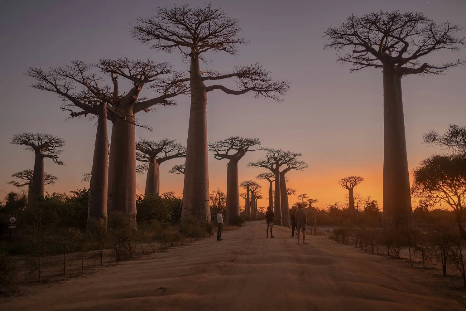 Avenida de los Baobabs al atardecer
