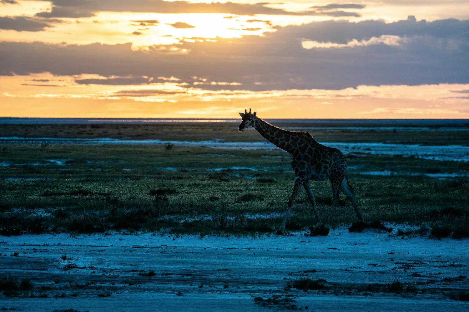 Safari en Etosha
