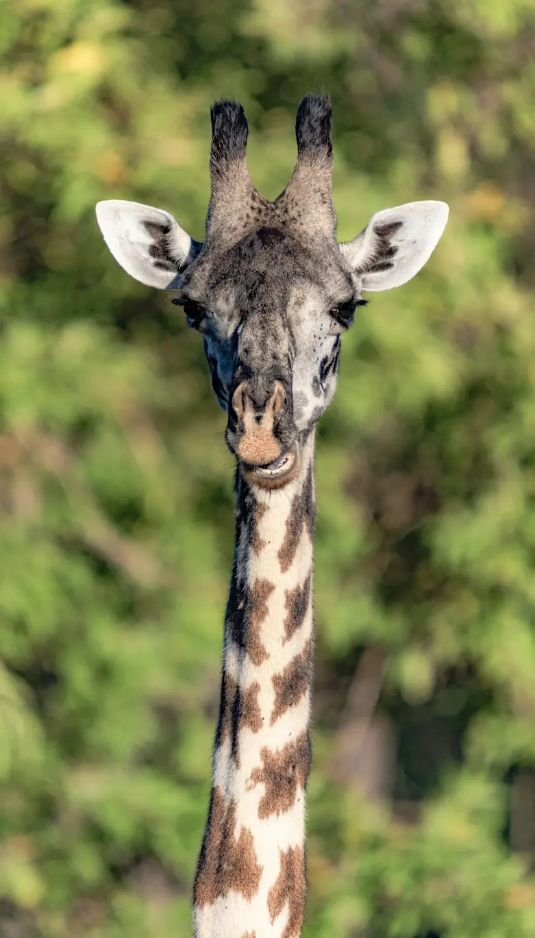 Imagen representativa de Tanzania