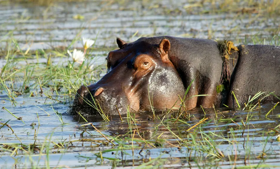 Crucero por el Río Zambezi